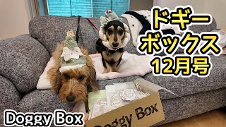 ドギーボックス12月号のステキな企画に感動した【ミニチュアダックスフンド】Doggy Box