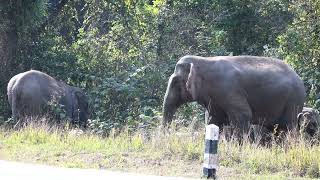 การเดินทางชองช้างป่า (โขลงแม่ชบาแก้ว)