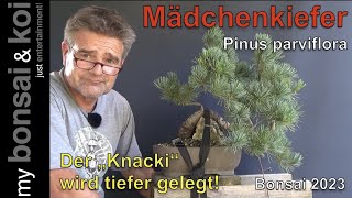 Bonsai 2023-45 - Mädchenkiefer - Pinus parviflora - der 