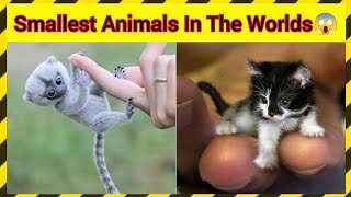 Smallest Animals In The World / दुनिया के सबसे छोटे जानवर 😱 #shorts