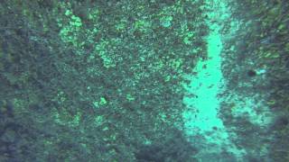 Hawaii Diver Allegedly Gets Air Regulator Ripped Out of Mouth