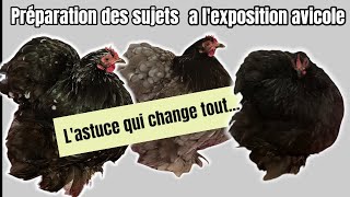 Je prépare les poules pour l'exposition avicole