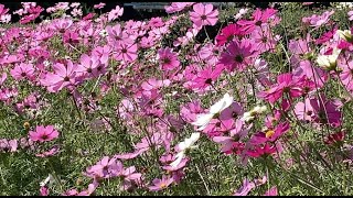 京都府立植物園 秋桜 2022 Kyoto Botanical Garden cosmos