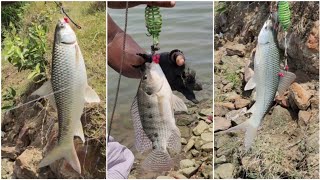 கம்பி சுருளில் மாட்டிய புல் கெண்டை,ஜிலேபி மீன்கள் | GRASS CARP AND TILAPIA FISHING ON SPRING ROLL