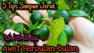 Cara Menyimpan Jeruk Agar Tahan Lama⁉️Jeruk Tetap Segar Awet Berbulan-bulan‼️