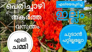 നമ്മൾ ചെടി വാങ്ങുമ്പോൾ കൂടെ കിട്ടുന്ന കൂട കവർ എങ്ങനെ വീണ്ടും ഉപയോഗിക്കാം #Red jede vine fullblooming