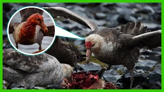 10 SHOCKINGLY CREEPY AND BLOODTHIRSTY BIRDS | ANHINGA | VULTURINE GUINEA FOWL | GREATER HONEYGUIDE