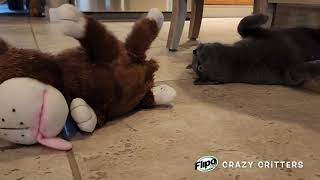 FLIPO Crazy Critters Laughing Rolling Monkey and Dog