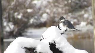 Belted Kingfisher In The Snow