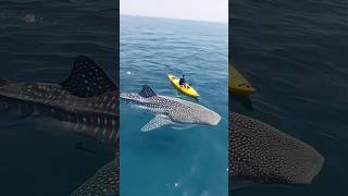 Paddleboard Meets Giant Shark at Sea#Tense Scene#Sea Encounter#Paddleboard and Shark#Huge Size