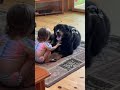 gentle giant bernese mountain dog seniordog bernese bernesemountaindog berneseoftheday