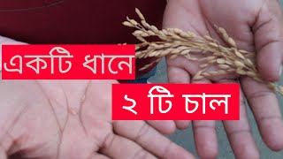 একটি ধানে দুইটি চাল জাতের নাম দুই সতীন