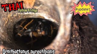 Ornithoctonus Aureotibialis       Thai Yellow Fringe  #update #subscribe #fypシ