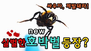 살벌한 호박벌 등장! 수박이의 정체는?