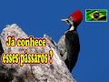 VOCÊ JÁ VIU ESSES PÁSSAROS DO BRASIL? #RichardRasmussen  #PlanetaAves  #MundoAnimal #Animais