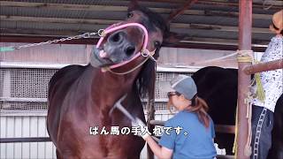 [ばんば通信] ばん馬の手入れ