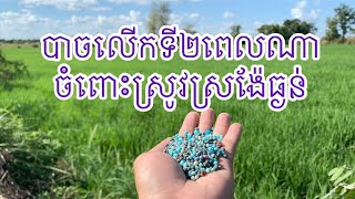 តើគួរដាក់ជីលើកទី២ពេលណាចំពោះស្រូវស្រង៉ែធ្ងន់?