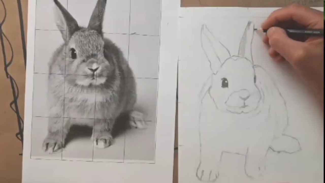 Rabbit Drawing In Timelapse Youtube