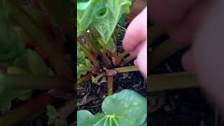 Gardening hack! How to grow massive rhubarb plants. #gardening #hacks #rhubarb #shorts