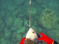 三重魚突き（合同）　vsコロダイ　関西お魚突き⑬　spearfishing polespear