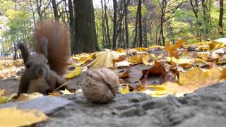 squirrel with nuts (білка з горіхом)