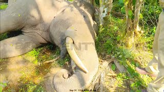 വയനാട് ദാസനക്കരയിൽ ഷോക്കേറ്റ് ചരിഞ്ഞ കാട്ടാനയുടെ ഇൻക്വസ്റ്റ് നടപടികൾ തുടങ്ങി