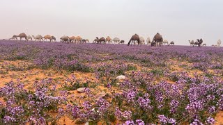 كشتة ربيعية بامتياز