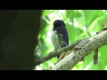 野鳥：オオルリのさえずり／wild birds blue and white flycatcher warbling