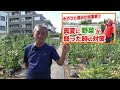 the reason why it is not good to leave all the tomato fruits taught by japanese farmers