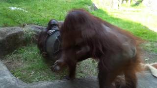 多摩動物公園オランウータン✨絶対渡さないわよ！ジプシーさん( •̀ω•́ )و