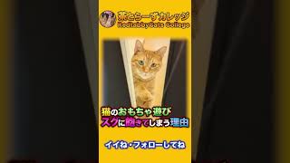 猫のおもちゃ遊び スグに飽きてしまう理由 #shorts