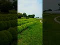 奈良県営馬見丘陵公園のコキア祭り