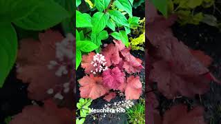 Heuchera Rio #heuchera #rio 1.06.2023