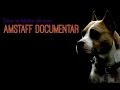 Amstaff Documentar - Iubitori de caini (Ro)