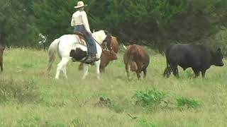 Cisco '14 paint grade gelding.