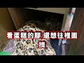 shorts 【豹龜】東非肯亞豹紋陸龜~到底是誰愛擠誰 肥宅也混亂了~