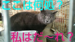 2019.1.13  朝の保護猫達 今日は朝から解放してあげました