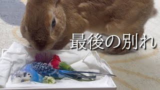 うさぎが最愛の家族と最後のお別れをしました。　(No.1767)