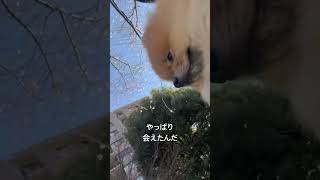 3歳ポメラニアン空太の成長日記〜冷たい北風が吹く中、ボクが遠く目指して歩いた理由はね...🐶〜#2025.1.17#shorts#ポメラニアン#ポメラニアン空太#癒し#もふもふ#いぬのきもち#春