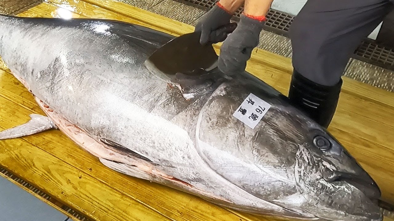 500kg Giant Bluefin Tuna Cutting Show Youtube
