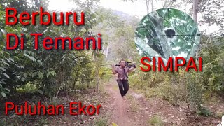 Berburu Di Temanin Simpai Puluhan Ekor