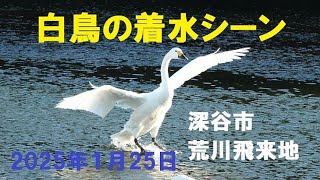 『荒川河川敷白鳥飛来地の白鳥』の着水シーンや羽ばたきのシーンを撮影