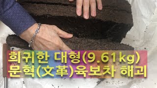 Tea Story EP-25: Unblock the rare(the 1960s), big Liu Piao Cha 1960년 생산된 희귀한 대형(9.61kg) '문혁 육보차 '해괴