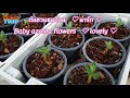 amazing azalea flower u0026 beautiful roots ชวนชม u0026 รากชวนชมสวยๆ rung trip