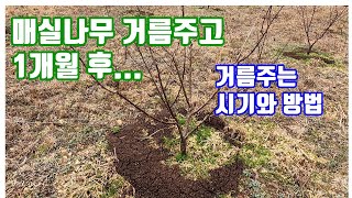 매실나무 거름주고  1개월 후의 변화.  거름주는 시기와 방법. 매실나무관리요령 (When and how to manure plum trees.)