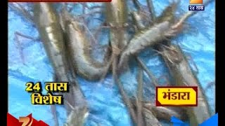 Bhandara : Pavani Weekly Market Famous For Prawns