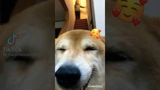 柴犬福 久々に会った時の姉と柴犬の様子🤣Sister and  Dog🤣#shorts #funny #shibainu #comedy #柴犬 #dogshorts #시바견