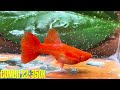 guppy tri Ân cuỐi nĂm 26 combo cÁ giỐng koi red