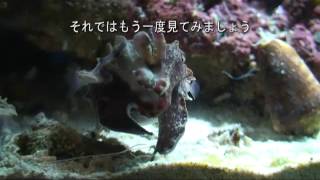 【ハナイカ】歩くハナイカ【サンシャイン水族館】