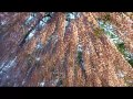 Breathtaking Wisteria at Ashikaga Flower Park